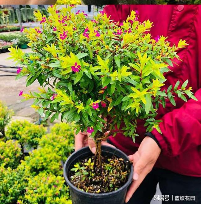 进口金叶满天星，365天开花不间断，关键还贼好养！不生病不长虫