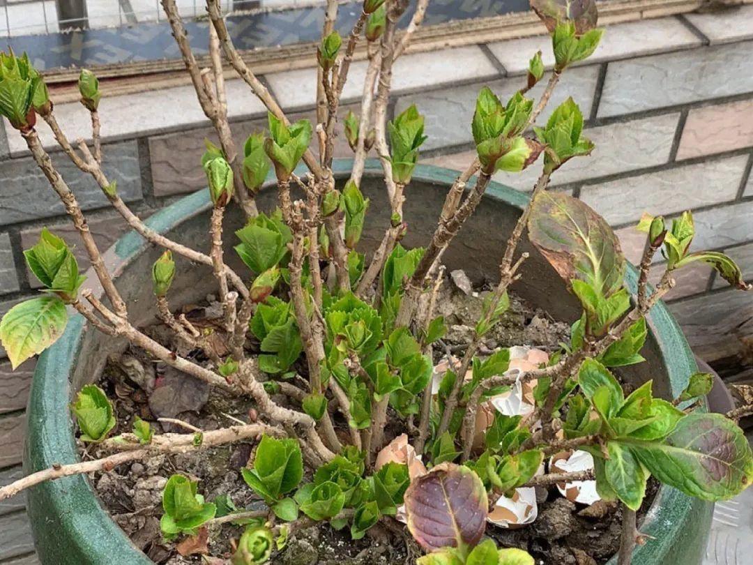 10种花，花芽分化时间，千万别记错了