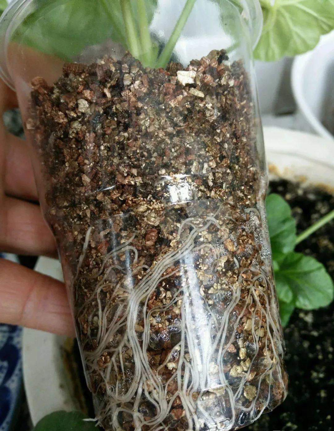 现在扦插超好活，剪根枝，捂3天，冒出狗牙根