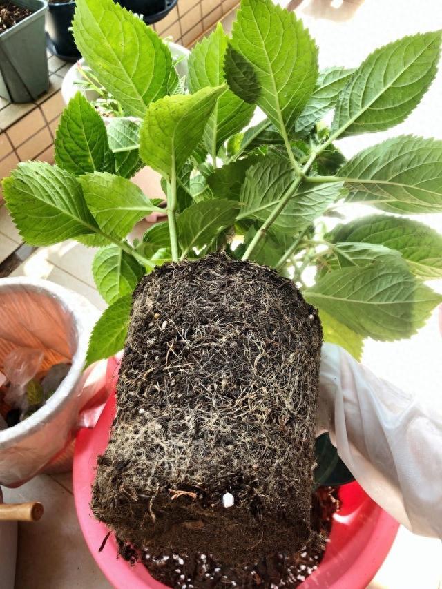 秋天养花，“5种花”抓紧换盆，长得更快更繁茂，开花多10倍