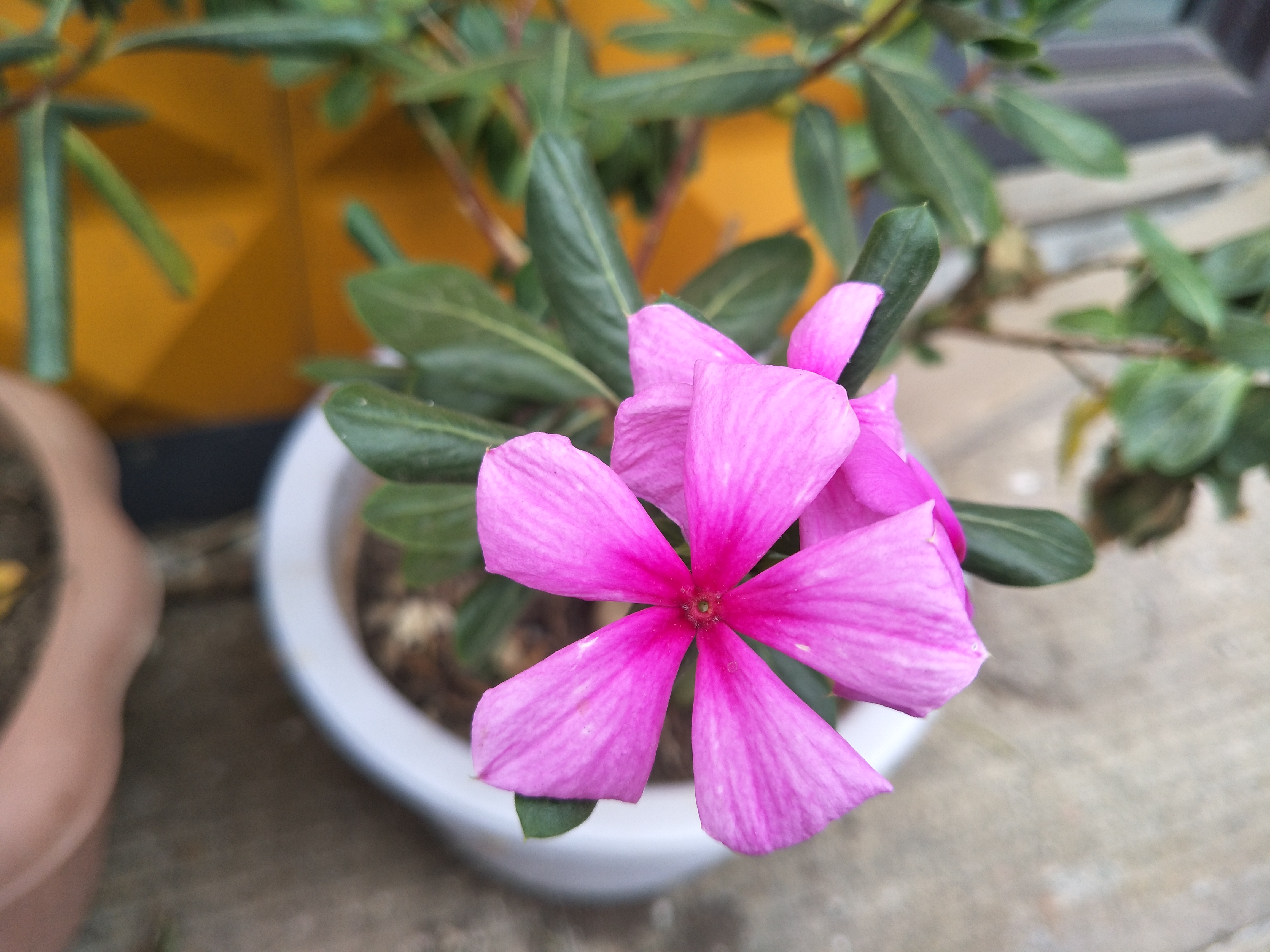 种植长春花，掌握“7”个方面，四季开花，且花满枝头