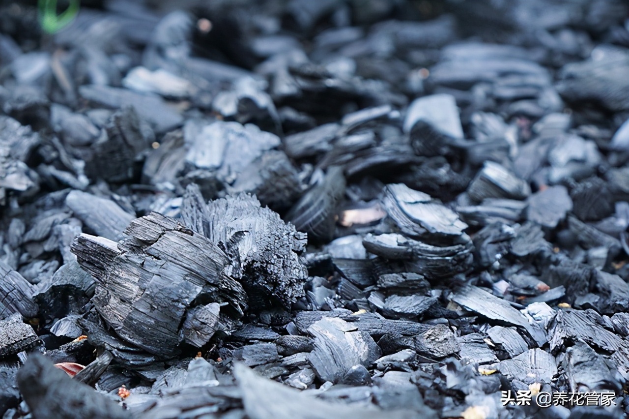 木炭养花的7大功效，农村不起眼的木炭，城里人养花的宝贝