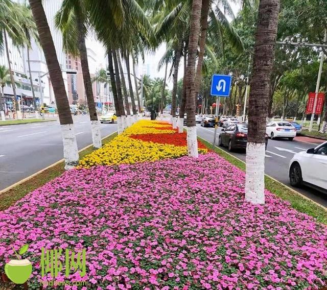 海口：园林景观美城市 百花齐放迎新春