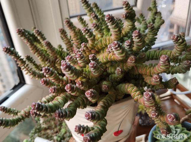 冬天盆栽多肉植物钱串，该怎么养好？满足5点，叶子呼呼变红