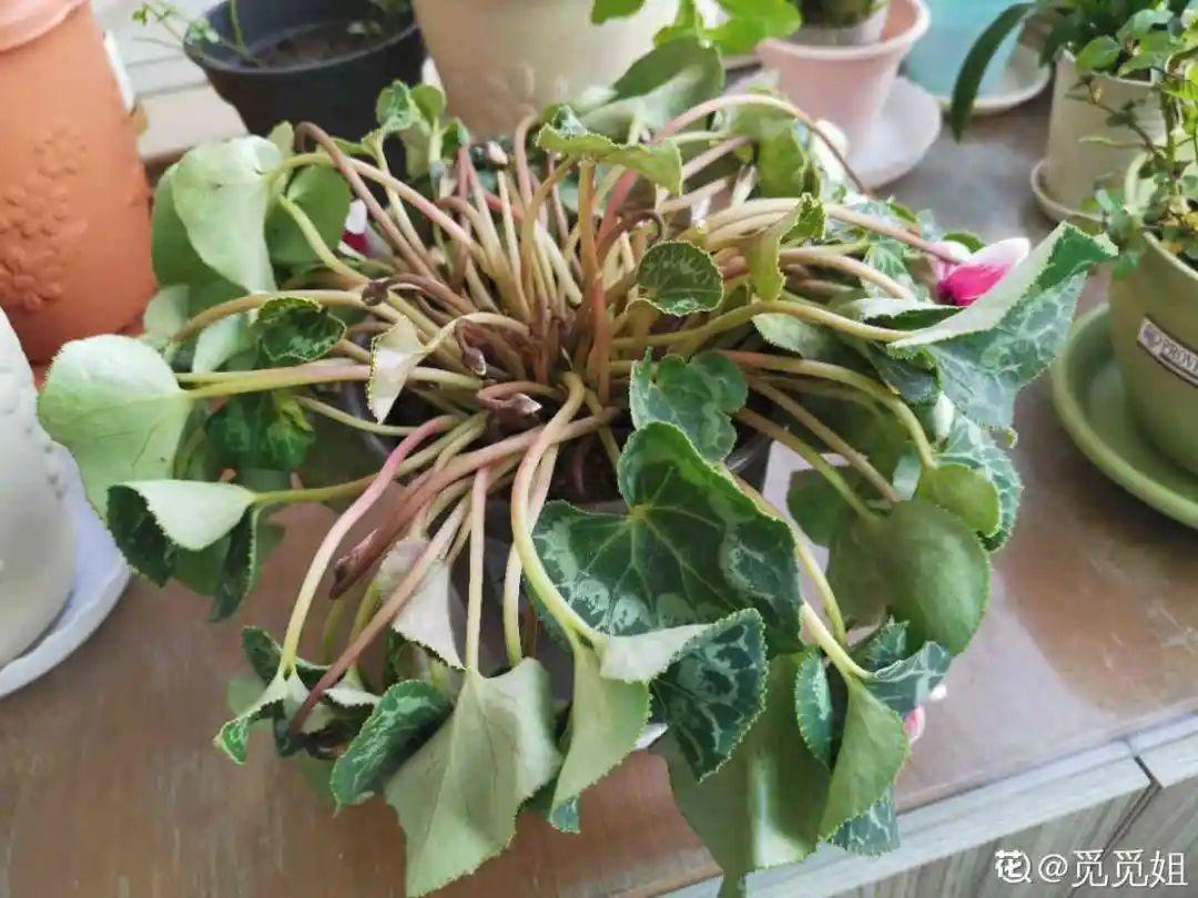 蝴蝶兰开花不是一次性，花后剪一剪，还能继续开花