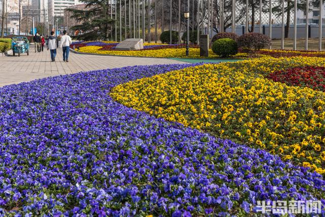 花卉景观扮靓街头