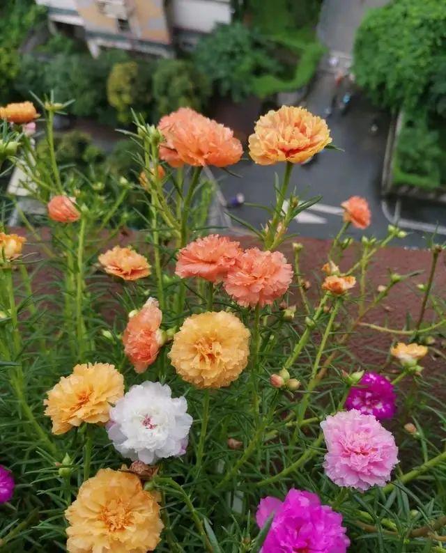 这8种花“浇不死”，一天一杯水，反而越长越旺盛，开花多又多