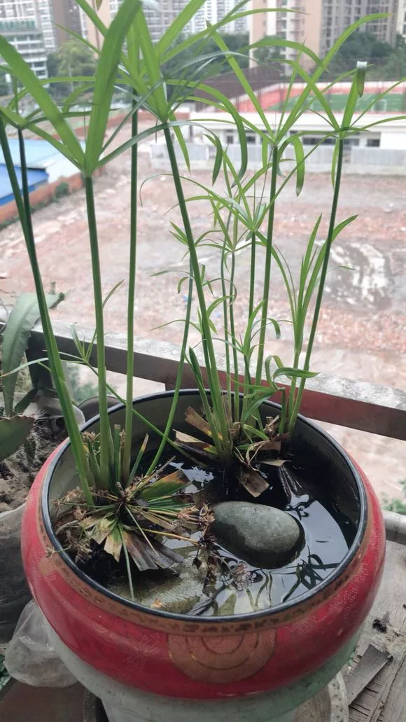 4种花“嗜水如命”，一刻也不能断水，缺了就蔫，看看你家有吗？