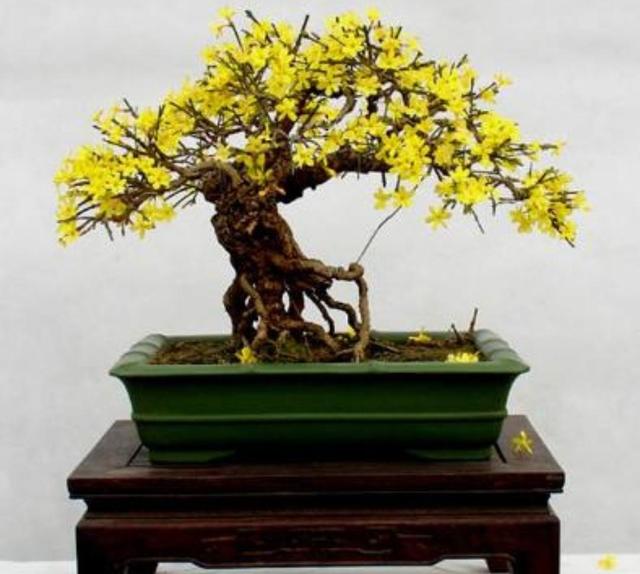 家里养6种花，冬天“不能剪”，剪了明年不开花