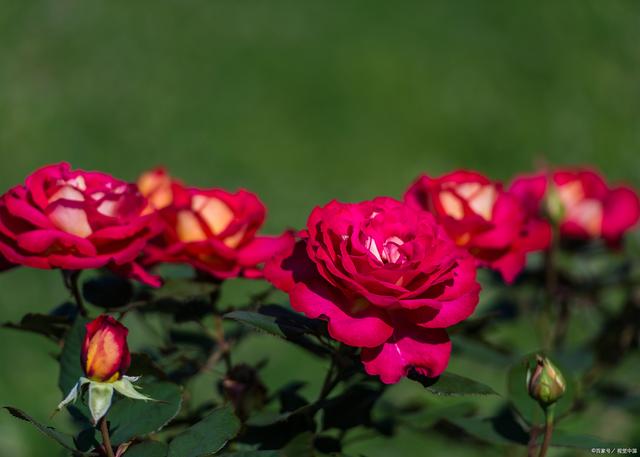 7月给月季花剪一剪，剪得越及时，越容易爆花