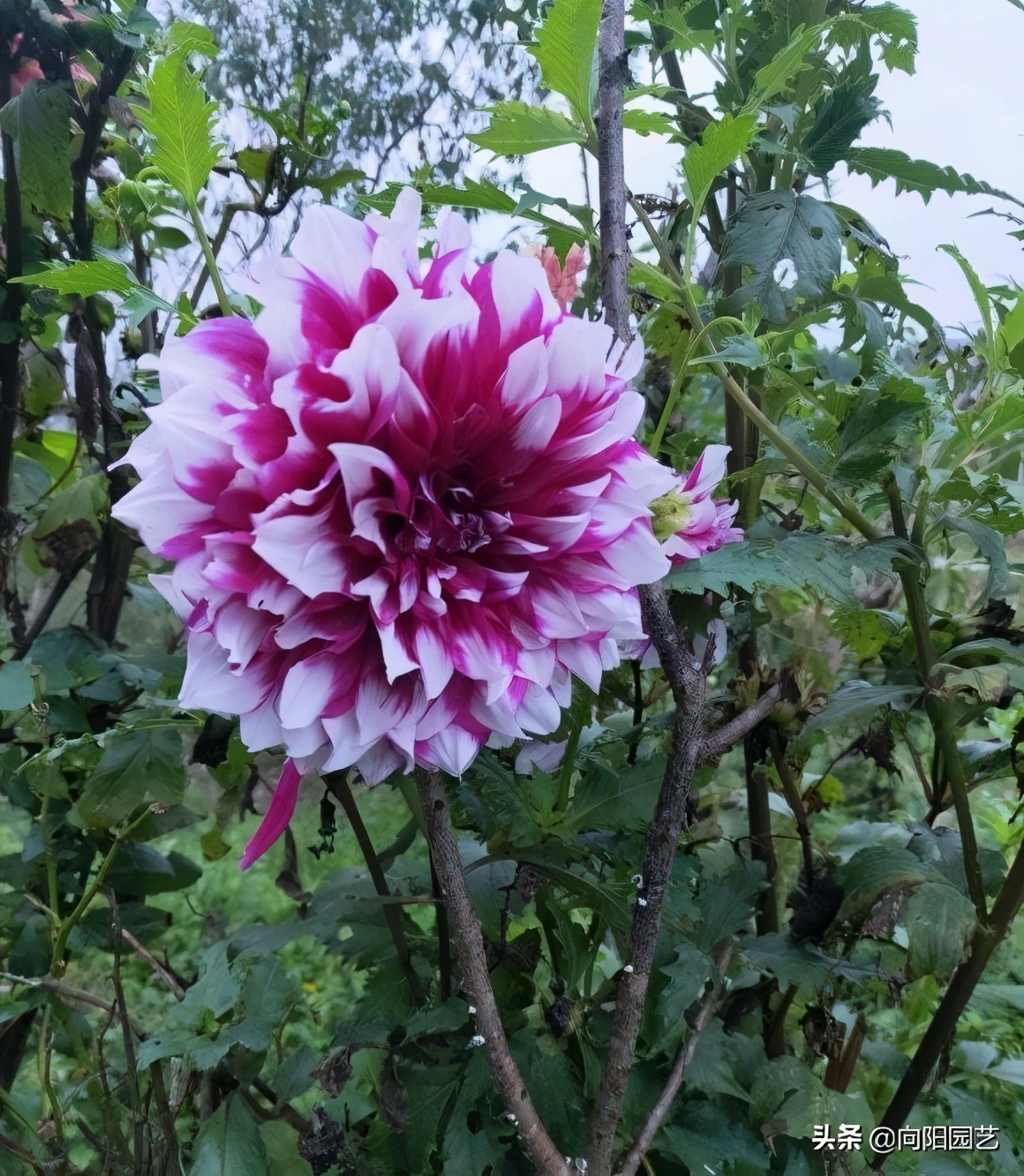 “花妖”大丽花，一年能开120天，花瓣超漂亮，地栽最合适