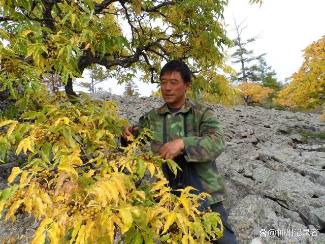 培育珍稀树种的领跑者“五老”孙金福