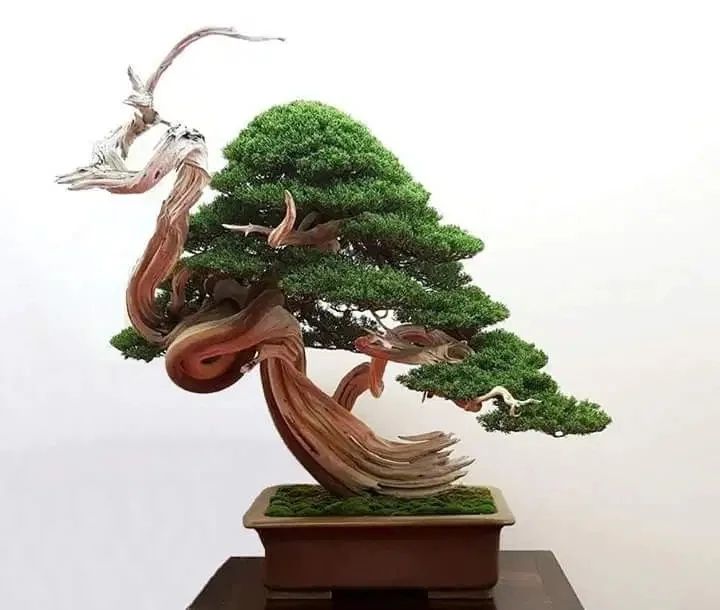 柏树的观赏品种可真多，很多人觉得它不吉利，你也这样觉得吗？