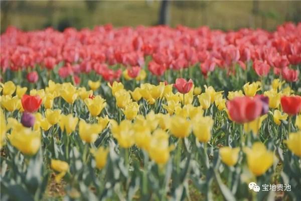 杏花村文化旅游区绝美郁金香花海已上线