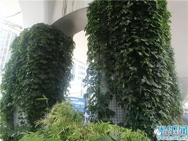 出门看景、抬头见绿！太原首个高架垂直绿化景观，在这里