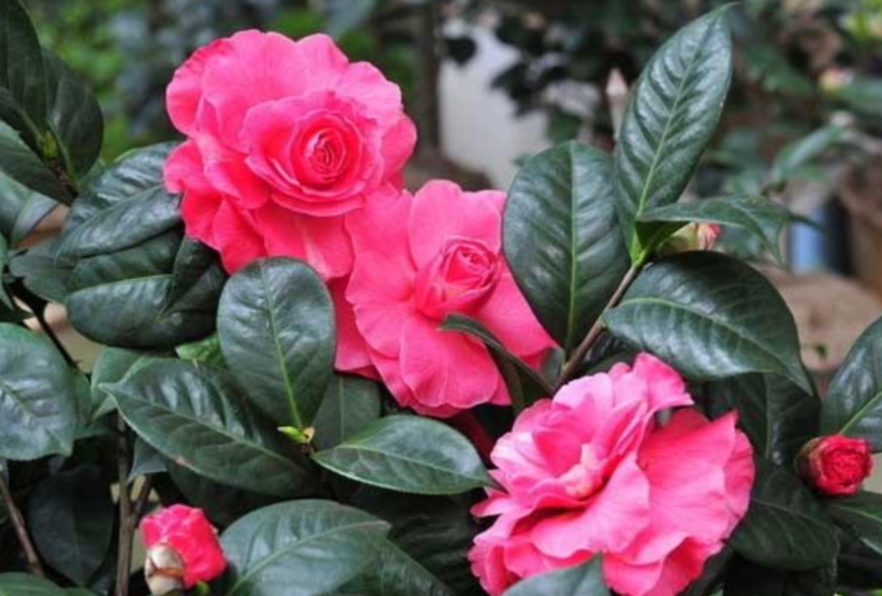 都说茶花难养，只要根据它的生长习性，做到这几点，你也能养好