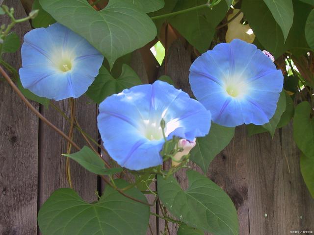 蓝色花有哪些花种