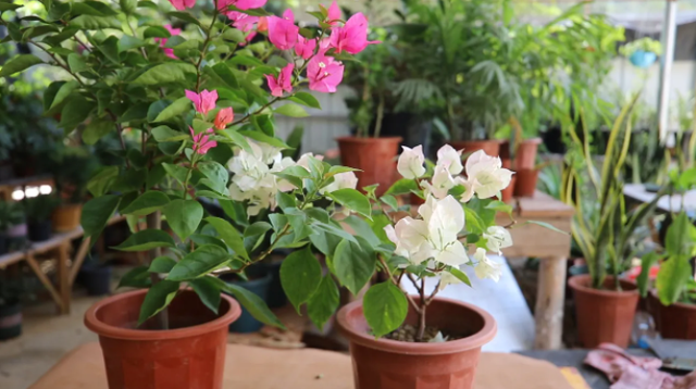 4种“富贵花”，最怕换盆，换了花苞掉光光，一年没花看