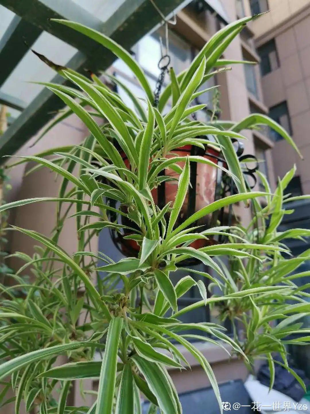 养花要摆对地方，才能赏心悦目，你家摆对了吗？