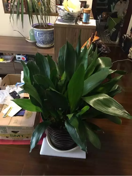 4种花卫生间必养，耐阴除湿，漂亮好看生机旺