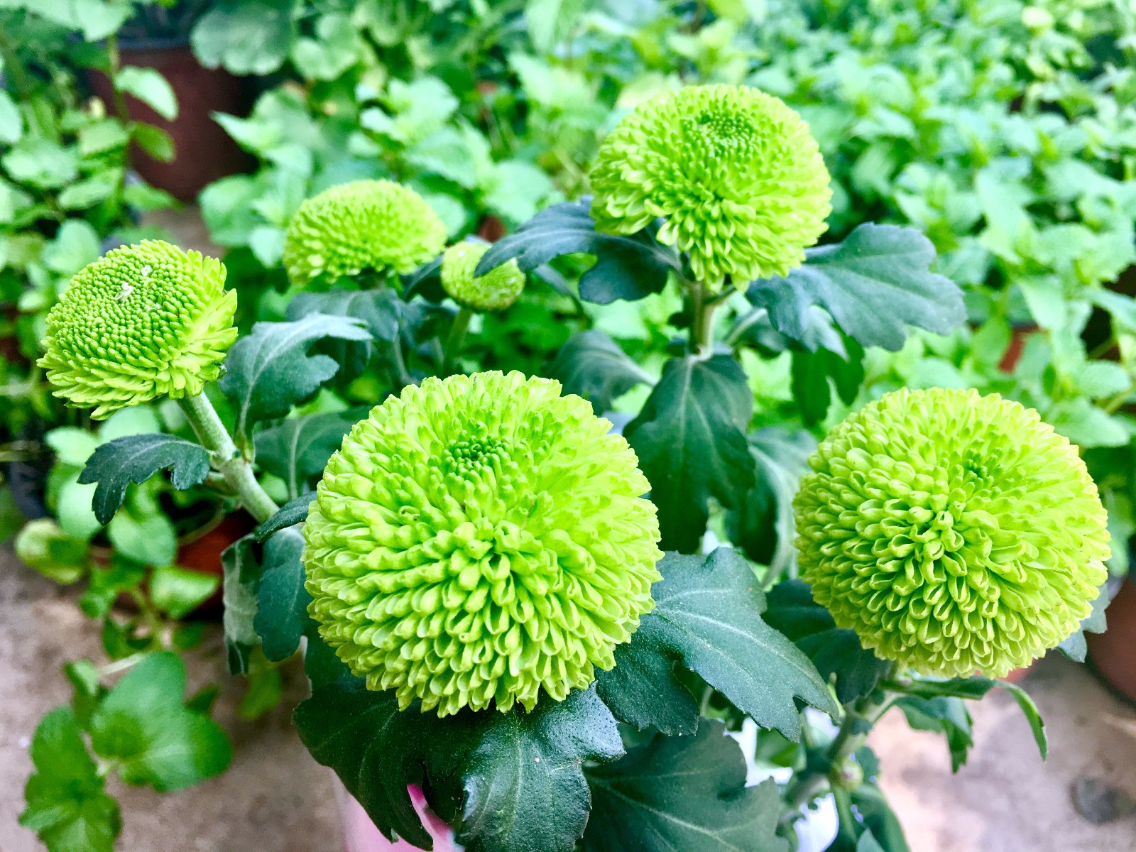 秋季花卉推荐，美爆阳台