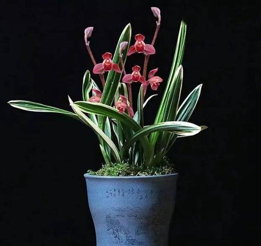 这款兰花新宠—红神荷，花叶俱美，养护轻松，让人心生喜爱