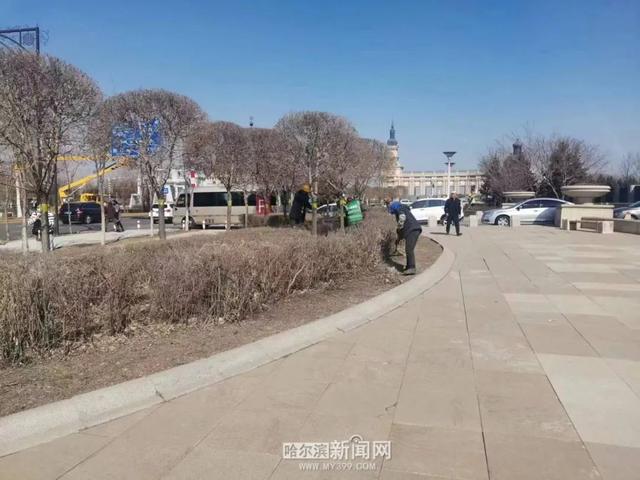 哈市园林春整深入推进，已修剪树木19万株，清理绿地356万平方米