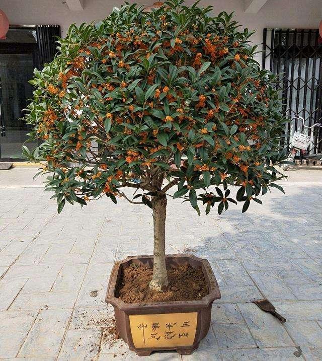 5种花“老花树”，小苗几块钱，能养几十年，越老“越值钱”