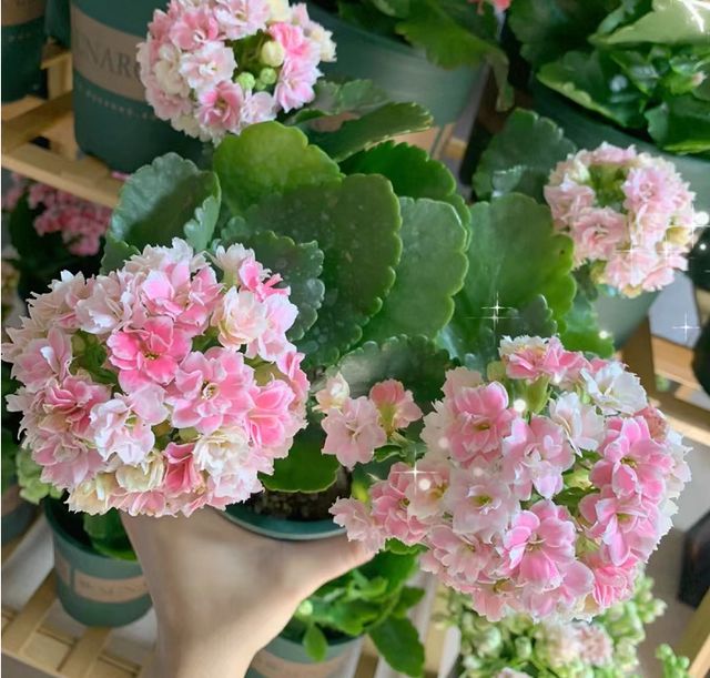 9月养长寿花，头顶戴个“黑袋子”，满头“花疙瘩”
