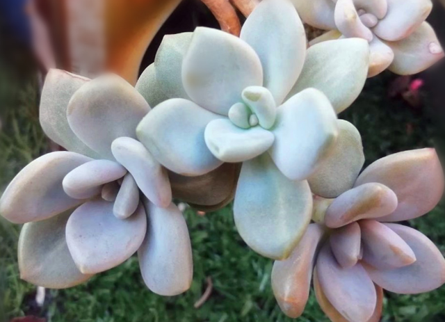 秋分后，怎么处理晒伤的多肉盆栽？搞定2步，植株越长越美