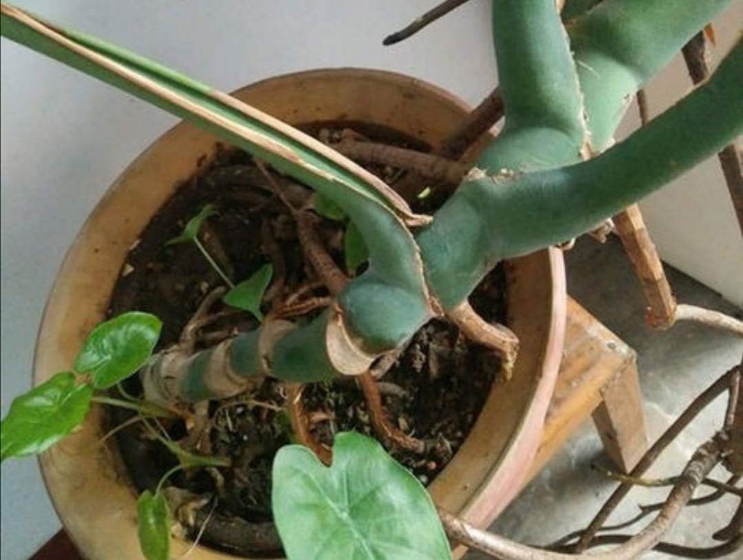 龟背竹盆栽，长出很多杂乱的“细绳子”，能不能剪掉？