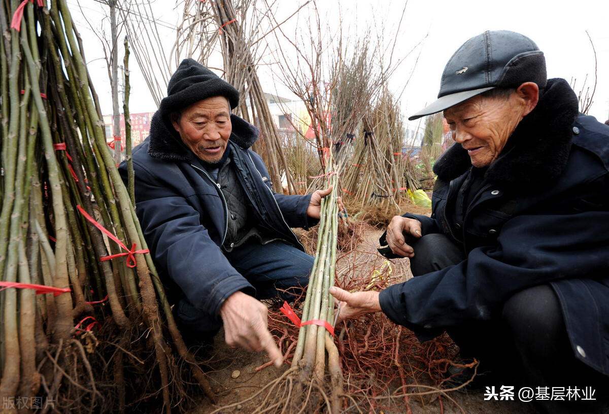 今日雨水，把握苗木选购两个诀窍，播种希望不负春光