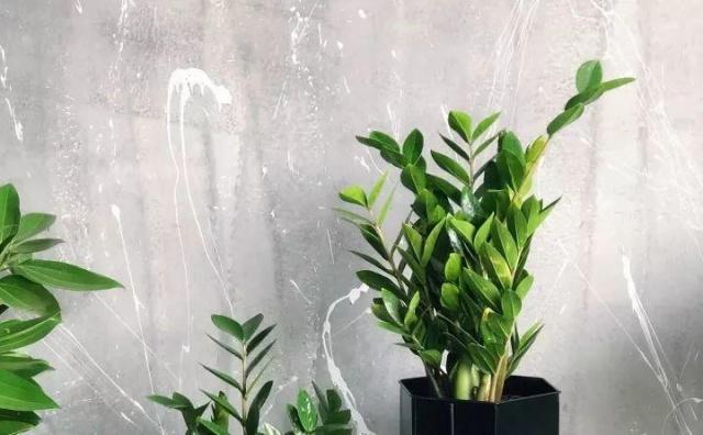 32种花养护大全，新手也能学的会，一年花开好几茬！