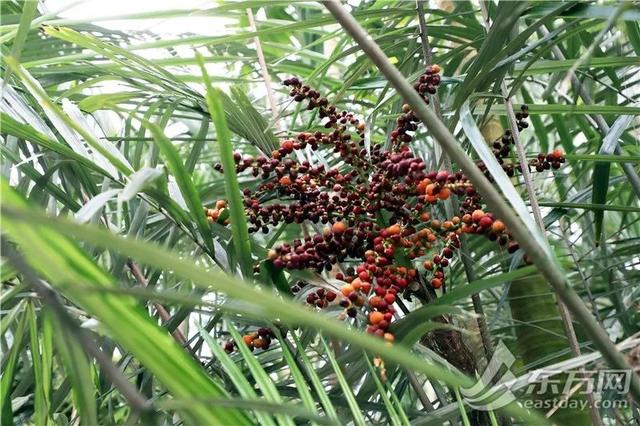 虎尾兰、海虎兰、虎耳草、虎刺梅……“属虎”的植物你知道多少