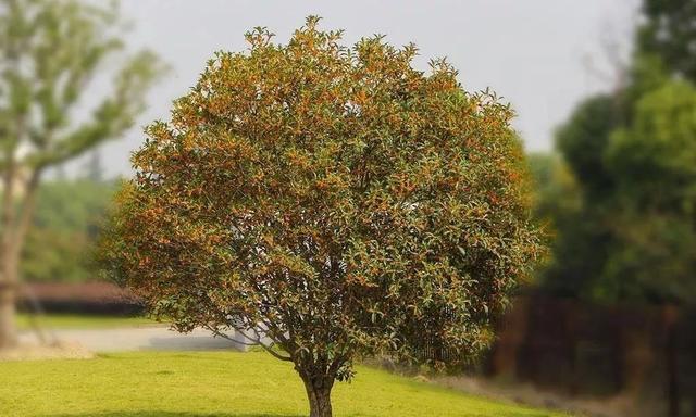 花园植物小百科｜你的花园到底适合种什么植物？对症下药是关键