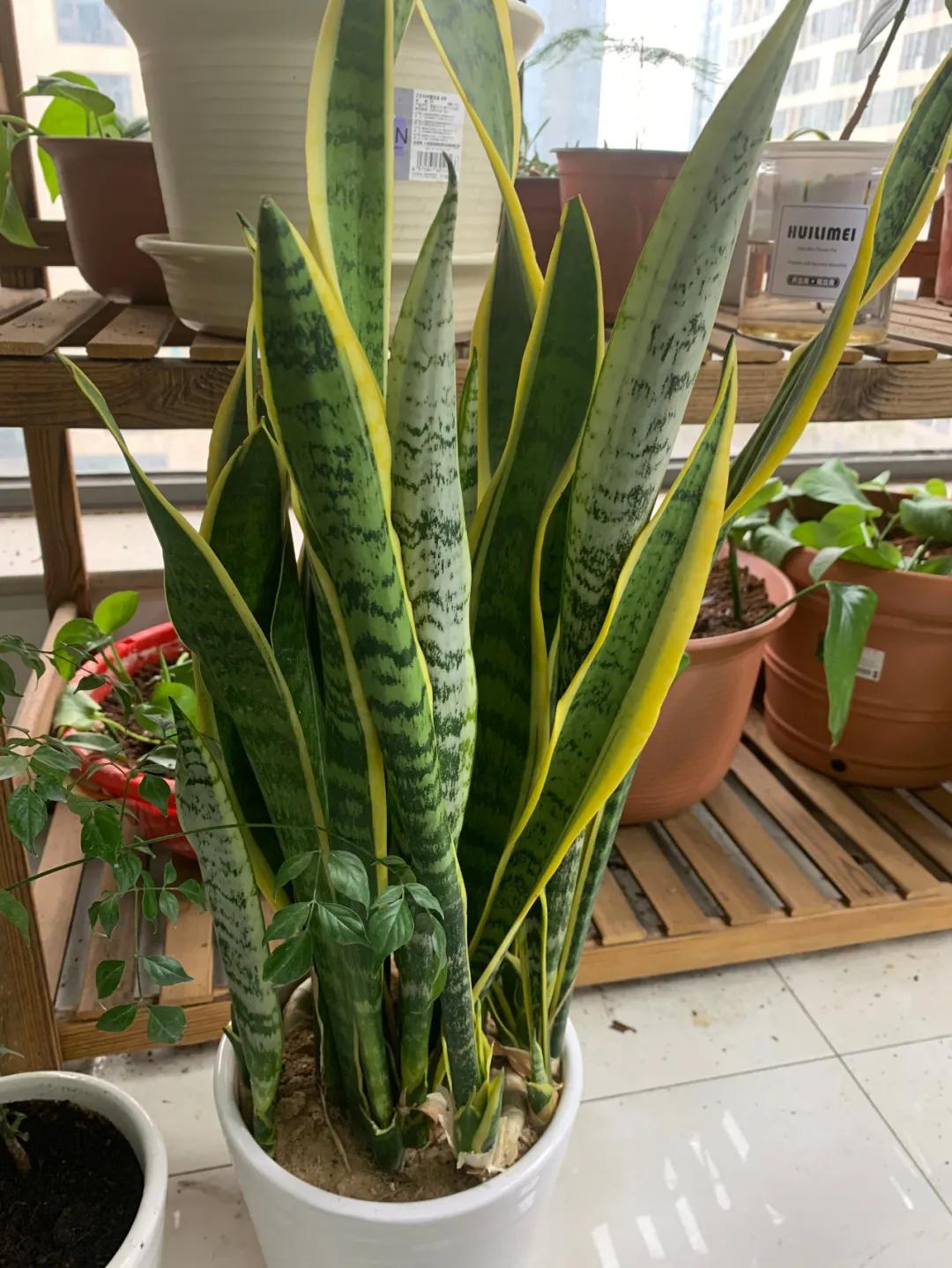 冬季养好虎皮兰,一定要做到“一多二少”,根不烂,呼呼长侧芽 冬季养好虎皮兰,一定要做到“一多二少”,根不烂,呼呼长侧芽