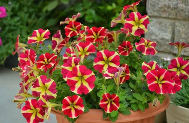 花草枯萎找不到原因怎么办？改掉4个施肥坏习惯，养一盆旺一盆