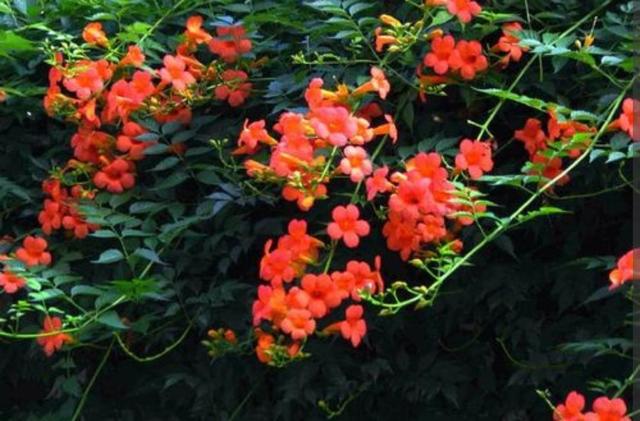 几种“爬藤植物”，院子里养一棵，开成“花瀑布”