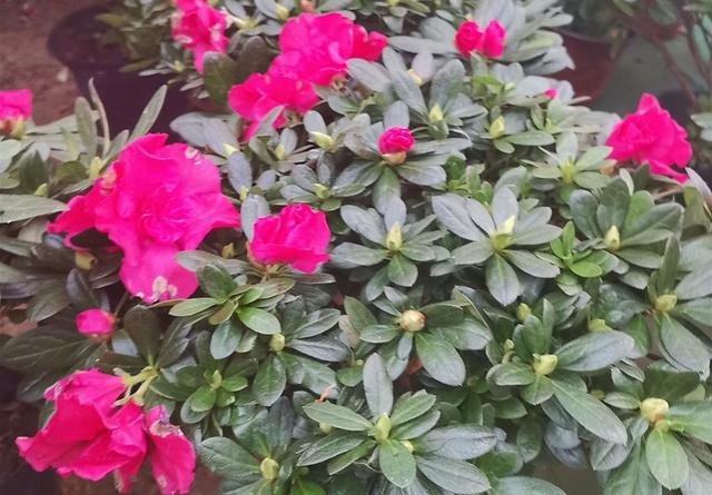 家里养6种花，冬天“不能剪”，剪了明年不开花