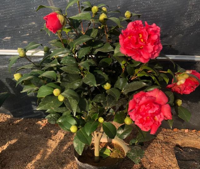 南方别养牡丹了，养盆“赤色烟火”，花大颜色红，香气馥郁