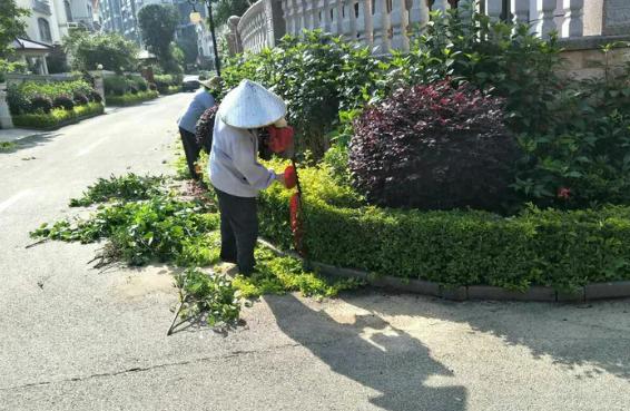 绿化修剪标准及安全防护措施——苗木修剪篇（二）