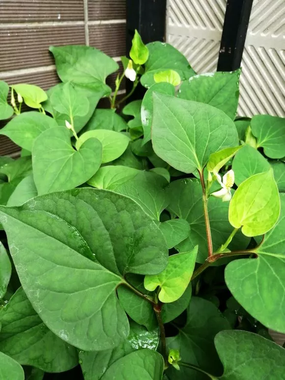 3种“长寿菜”别出门挖了，阳台种一点，够吃大半年