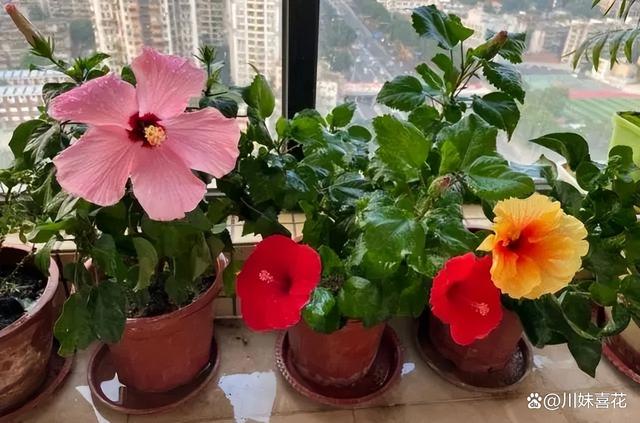 三伏天养花有“5忌”，及时避开安全度夏，叶片油绿开花美极了