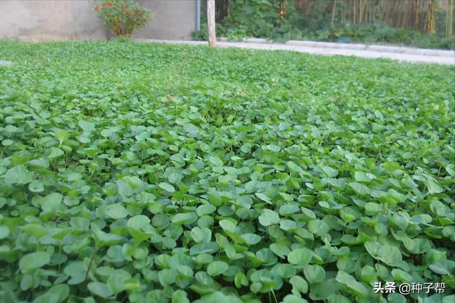 带你了解四大暖季型草坪，特点以及运用，适合南北方的绿化草坪