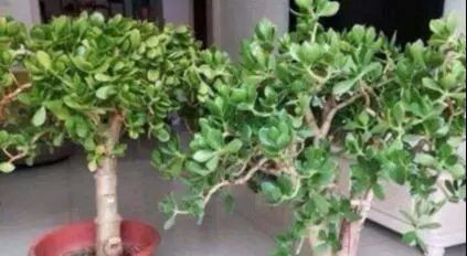 它就是“养花万能水”，比淘米水、啤酒水强10倍，植物吸收超级快