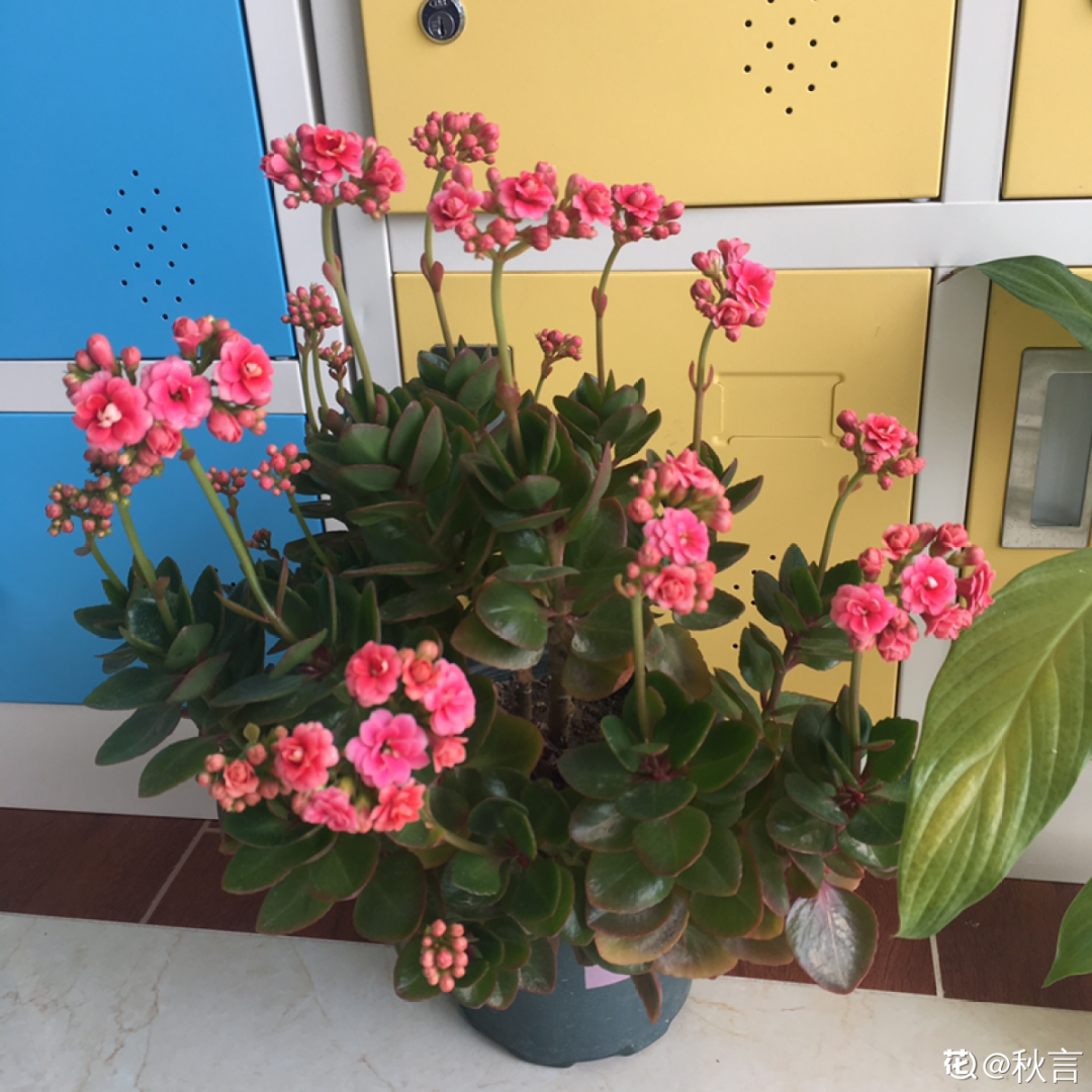 月季养小盆里，2年轻松变老桩，少浇水开花更多