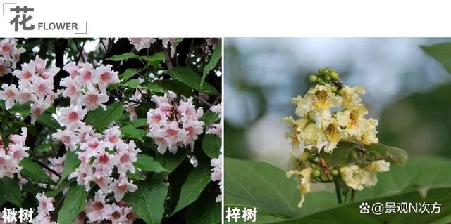 景观绿化中易混淆的植物品种。还在傻傻分不清吗