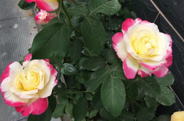 在家栽种月季红双喜，掌握住5点四季开花，日常管理游刃有余