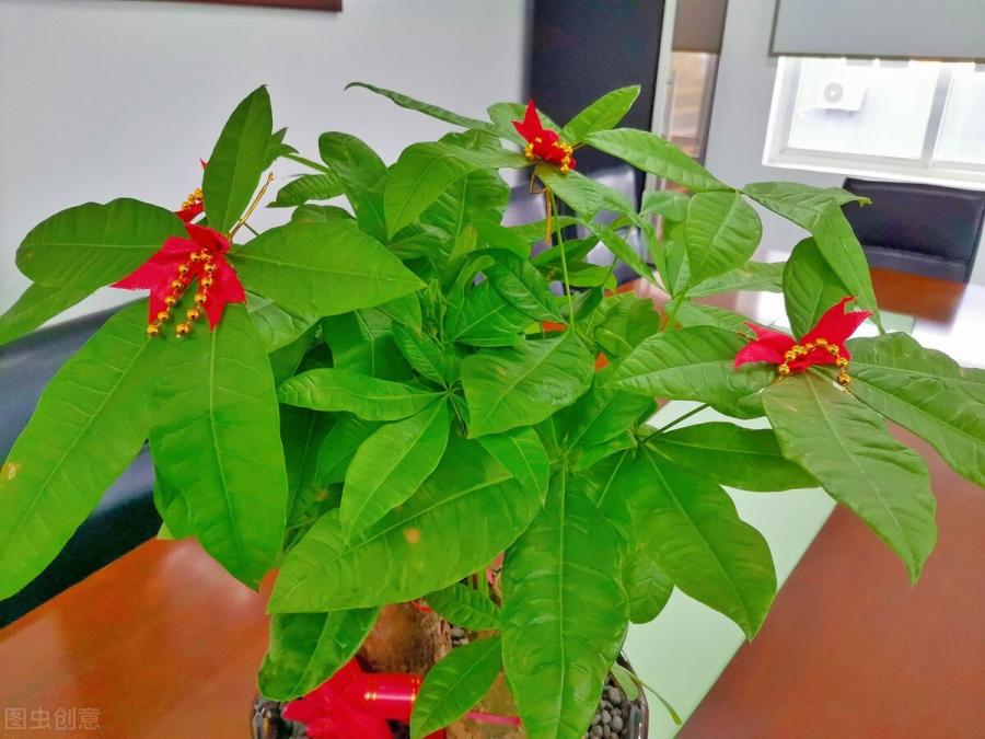 发财树“卖树的发财，买树的丢财”，为何你养发财树总烂根？