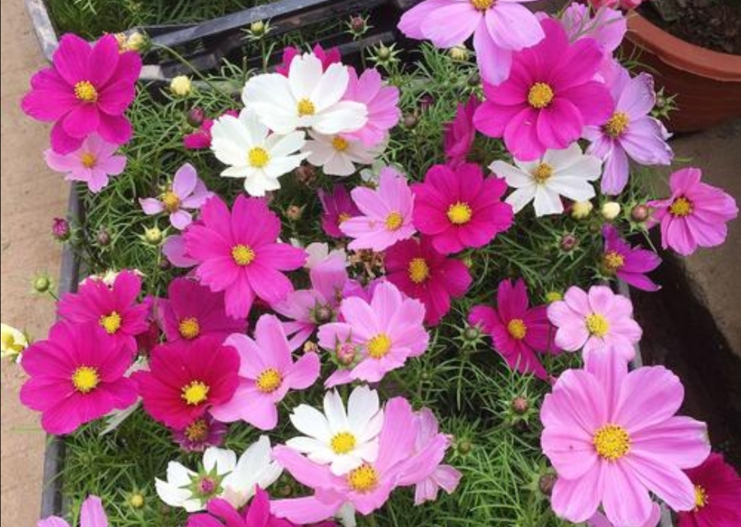 波斯菊花朵秀美，院子里养一些，开花到深秋